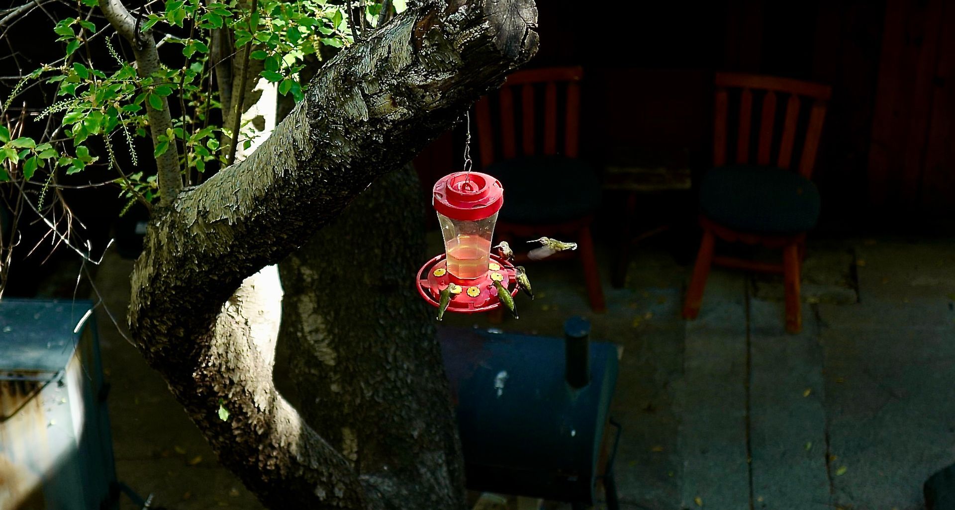 Hummingbirds feeding at a red feeder hanging from a tree at night; chairs in background.