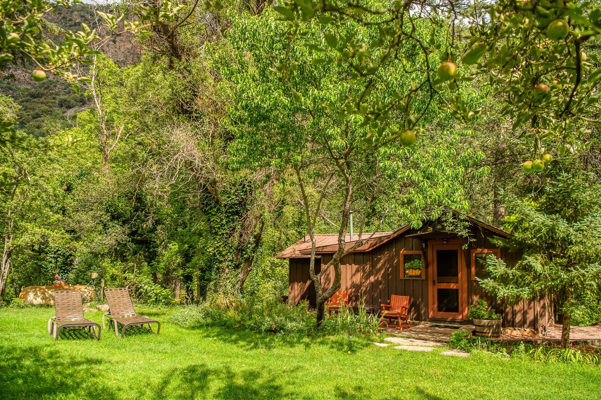 Wooden cabin nestled in lush green trees; lawn with lounge chairs.