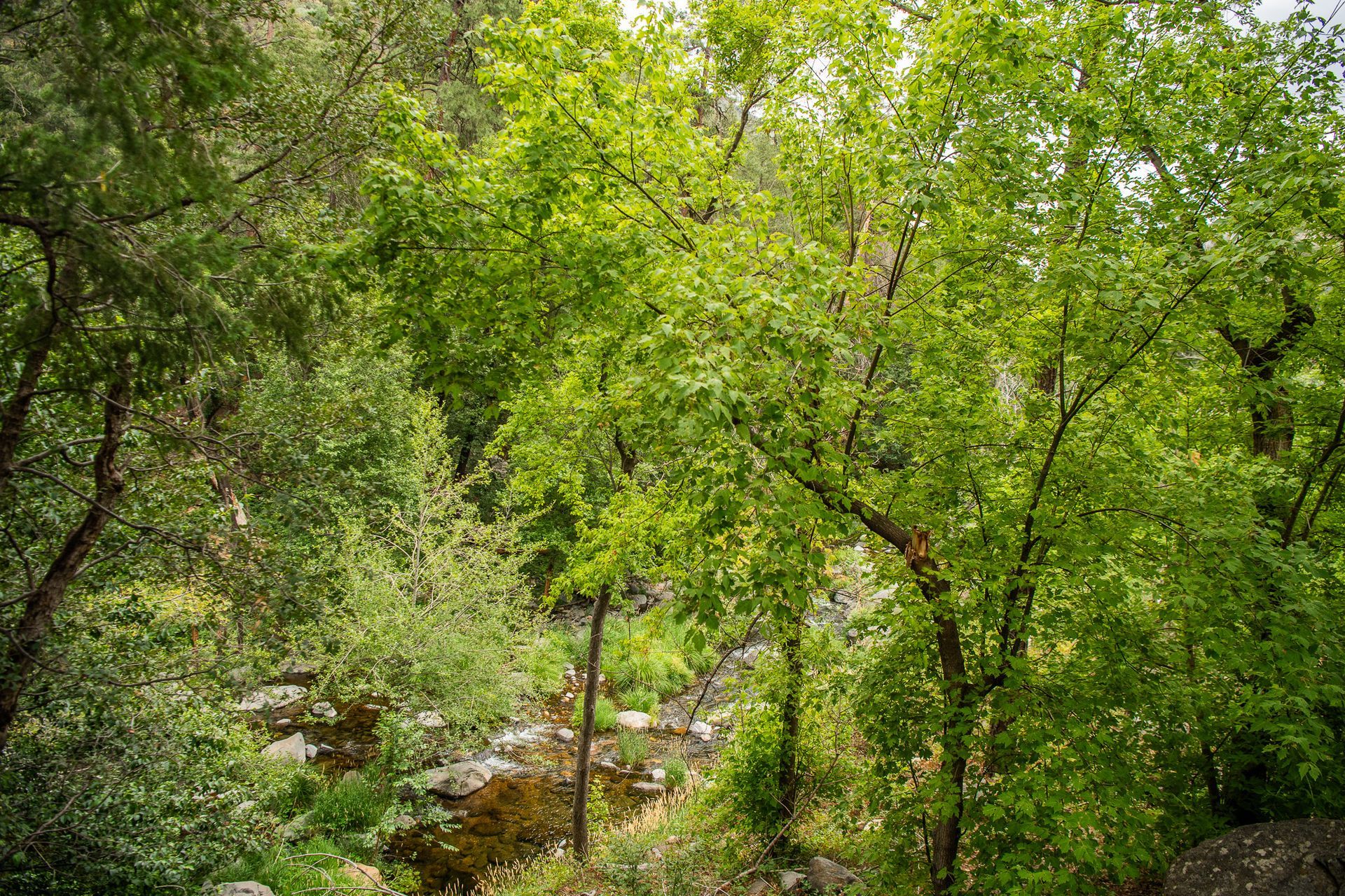 Lush green trees and foliage surround a small stream.