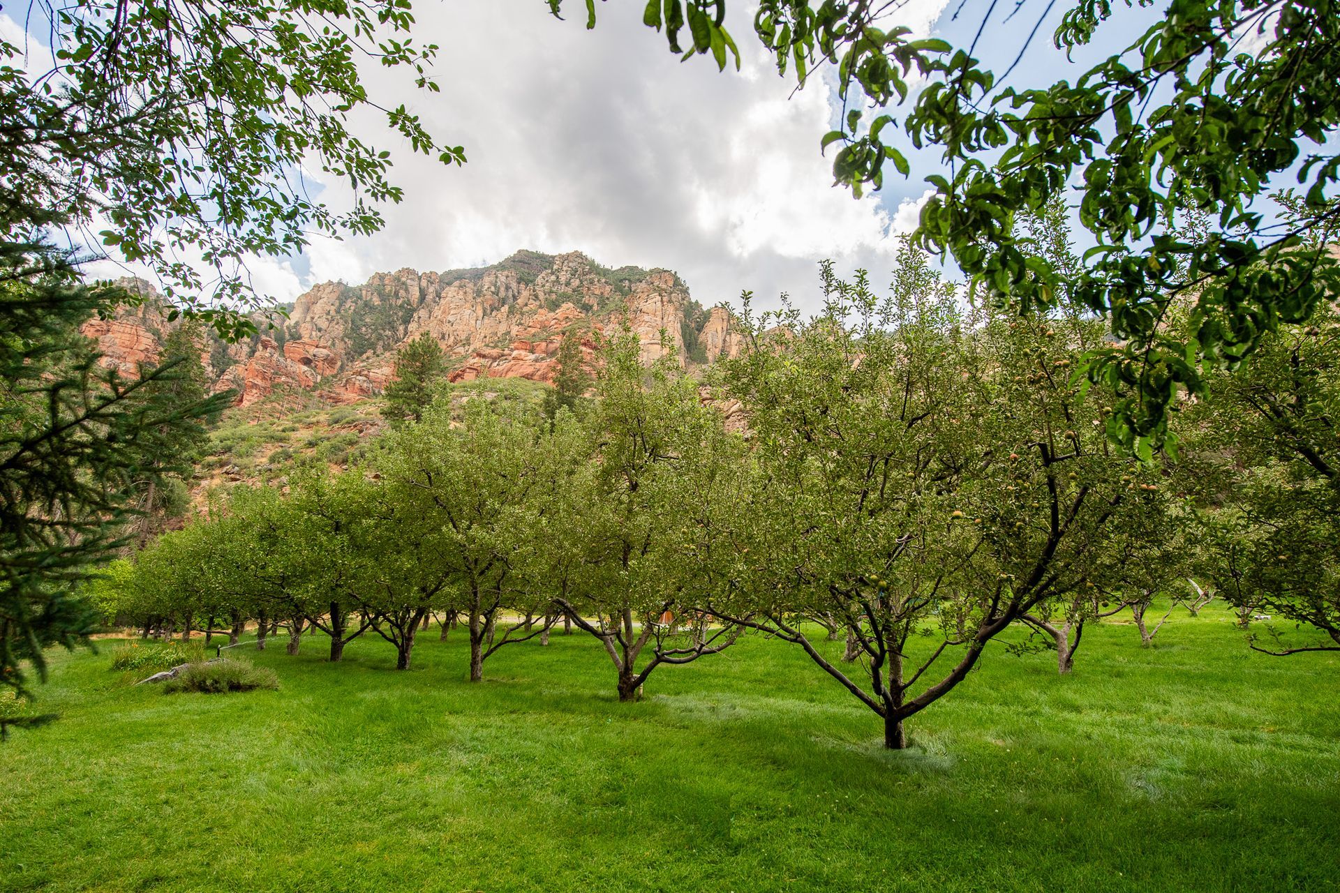 Lush orchard with flowering trees, green grass, and red-rock cliffs in the background under a cloudy sky.