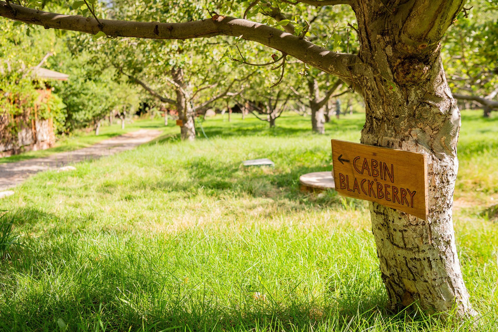 A tree with a sign pointing to a cabin and blackberries in a grassy orchard on a sunny day.