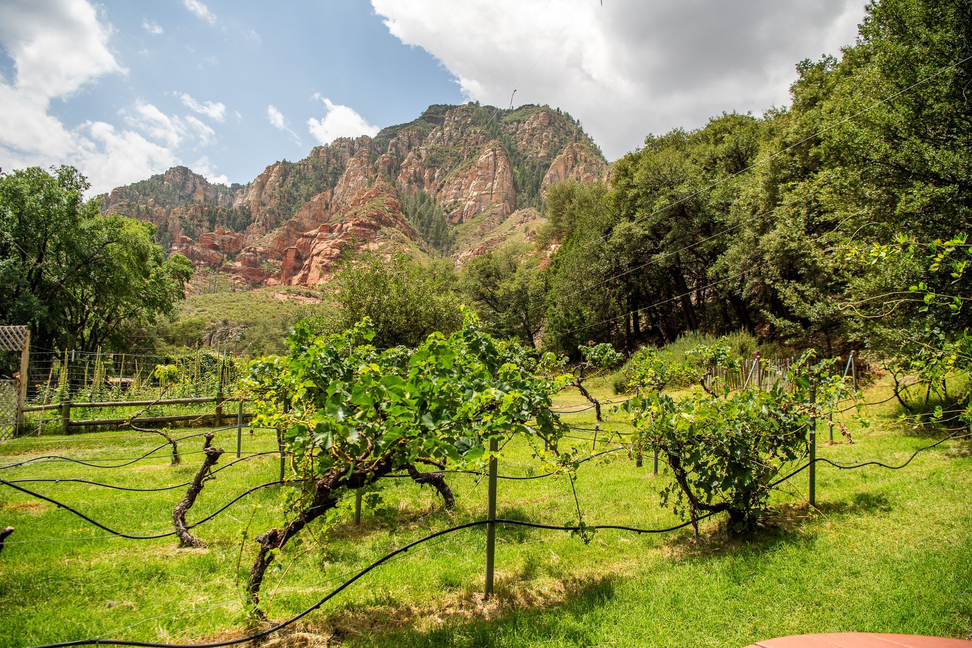 Vineyard in foreground with green vines, red rock mountain and trees under a blue and cloudy sky.