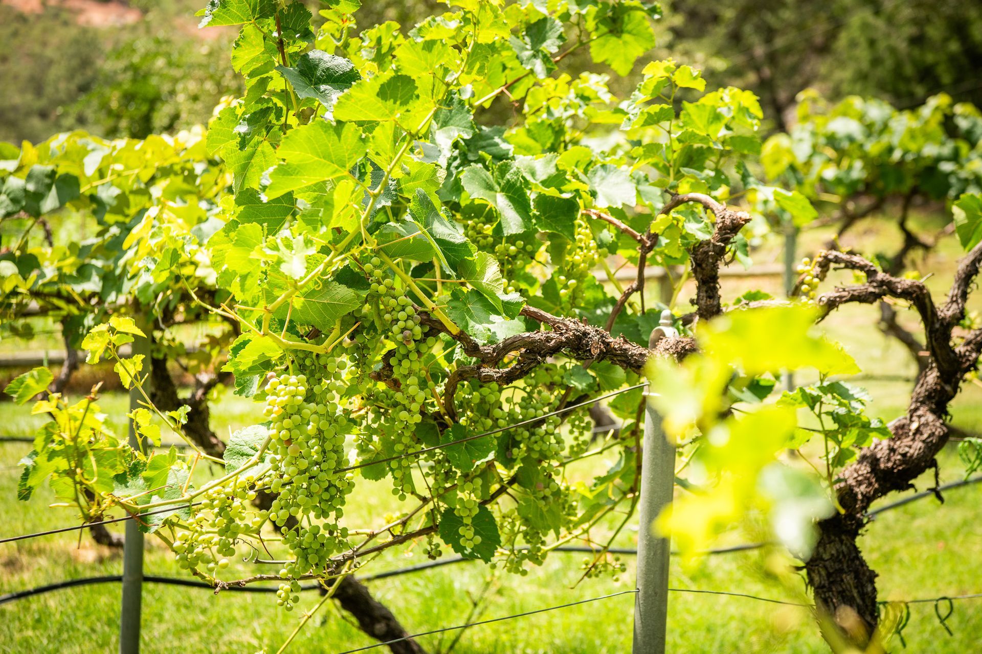 Vineyard with green grape vines and leaves, growing on a sunny day.