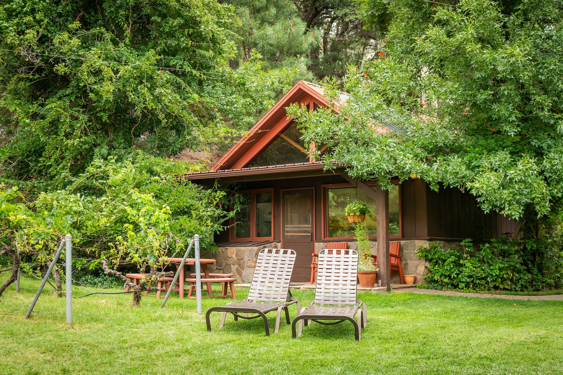 A small cabin with lounge chairs on a green lawn, surrounded by trees and grape vines.