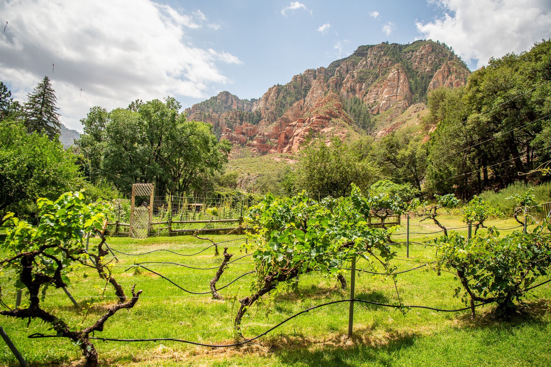 Vineyard with green vines and mountain backdrop under a partly cloudy sky.