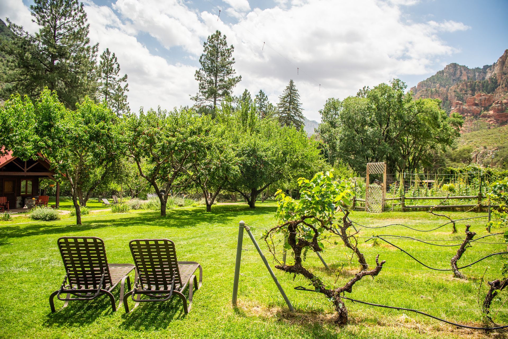 Lawn chairs under lush green trees, vineyard and red rock mountain backdrop.