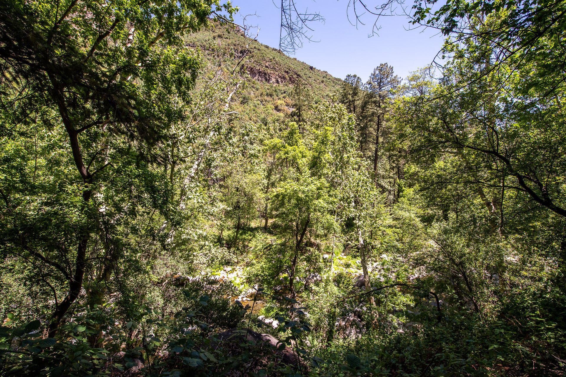 Lush green forest with sunlit trees and a mountain in the background.