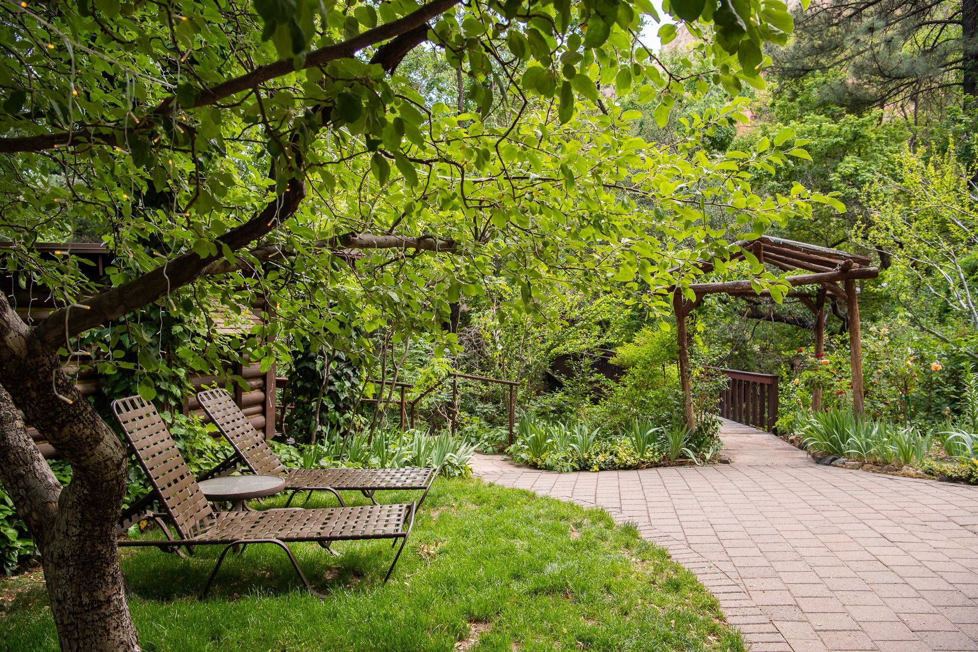 Lounge chairs under a leafy tree by a brick path leading to a wooden pergola in a lush garden.