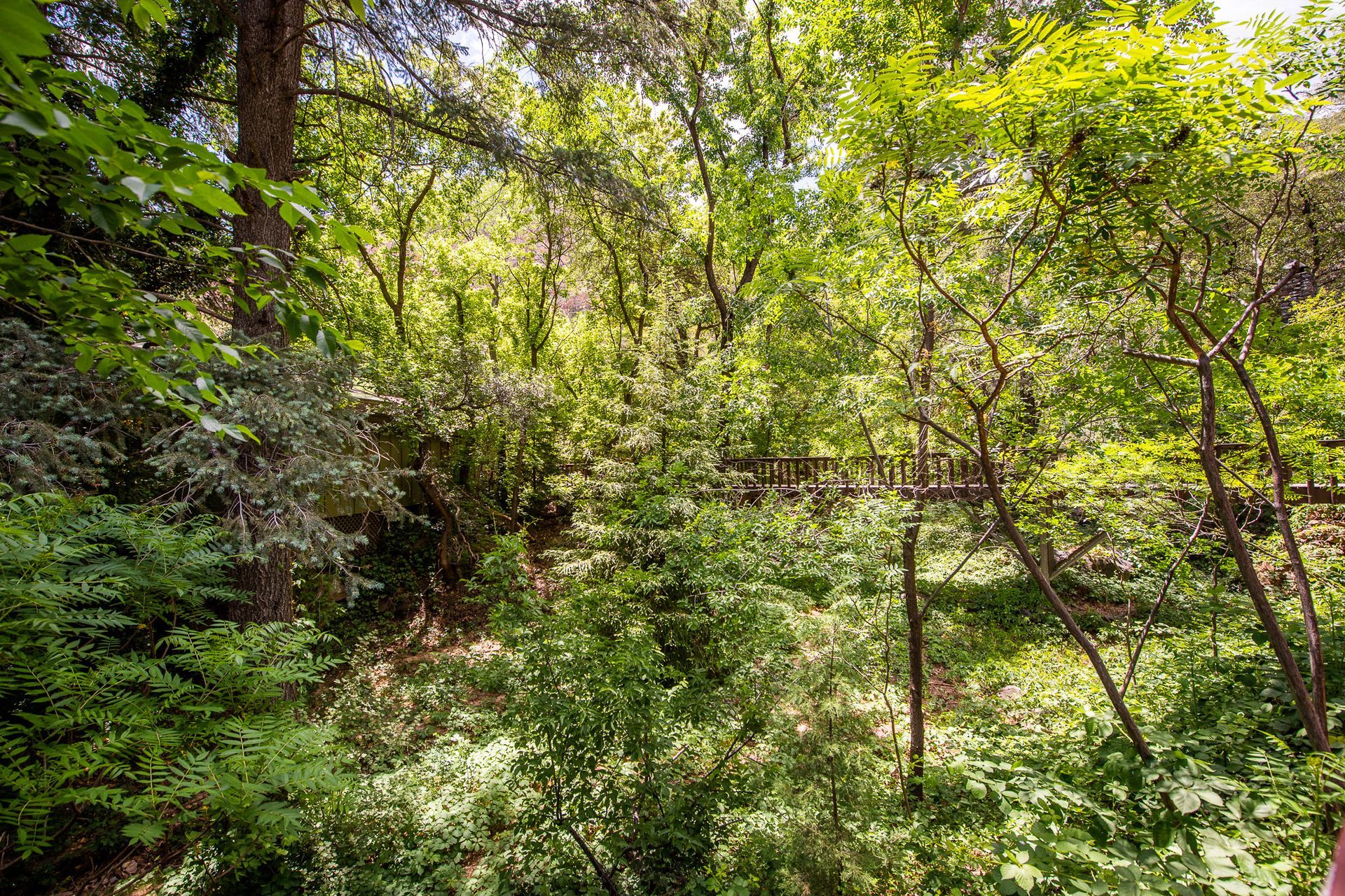 Lush green forest scene with dense foliage and sunlight filtering through the trees.