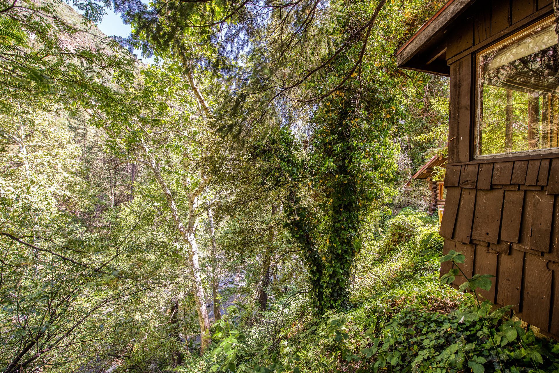 Lush green forest scene with a house's wooden facade and window peeking through the trees.