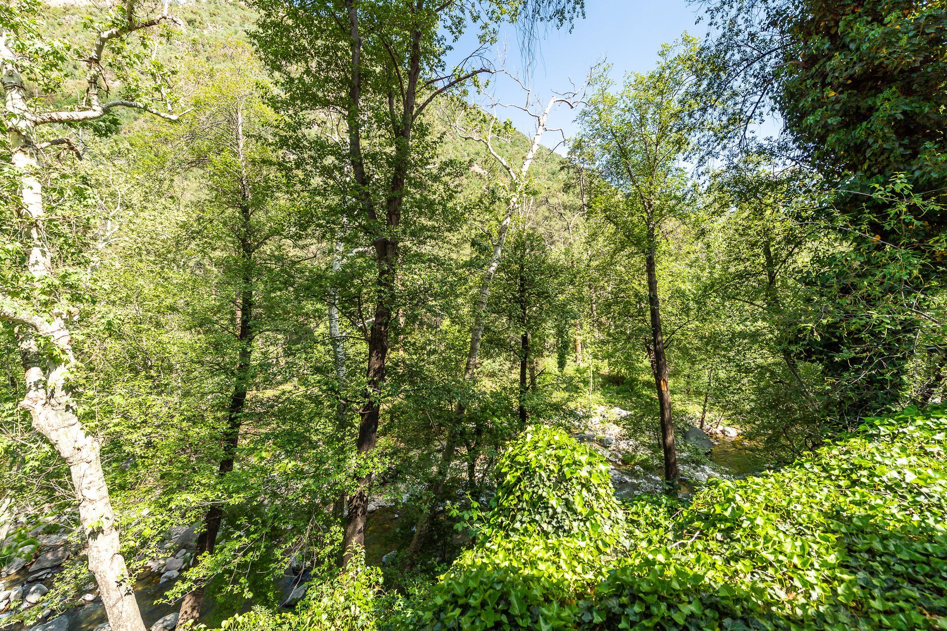 Lush green forest with tall trees and sunlight filtering through the leaves.