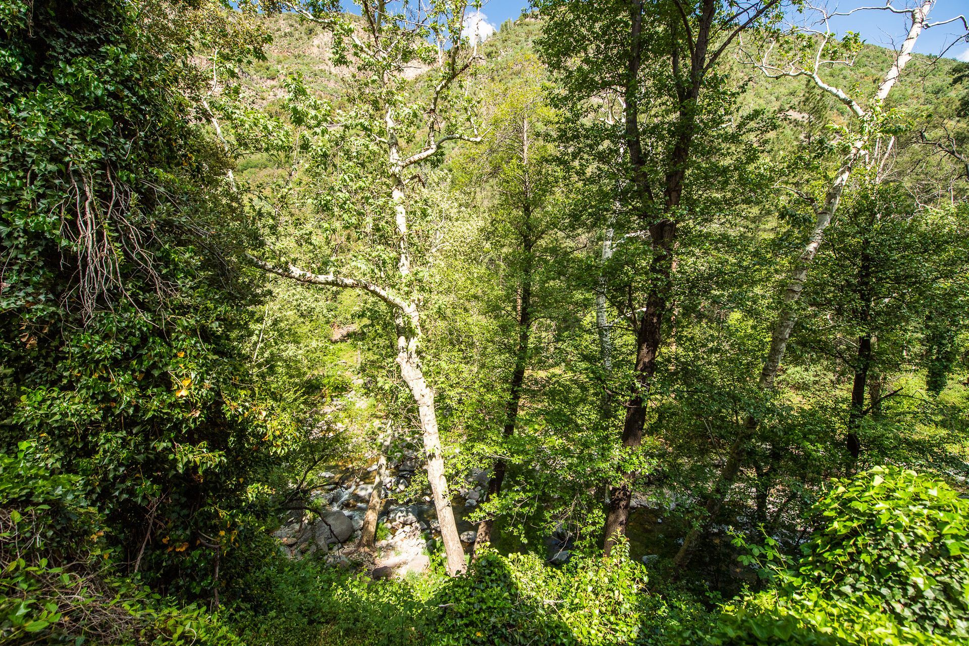 Lush green forest, trees with light filtering through the leaves, possibly sunlight.