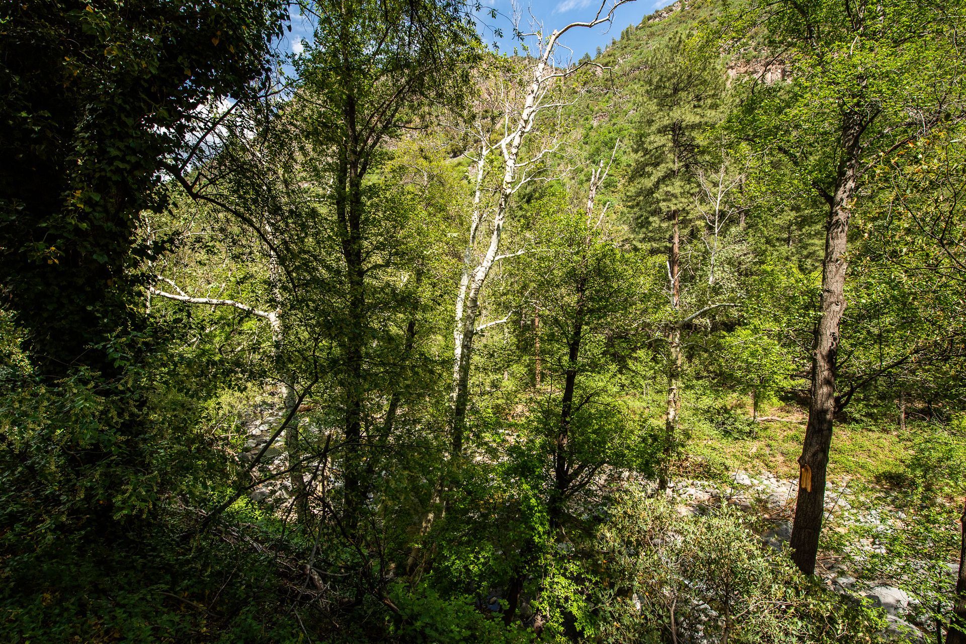 Lush green forest scene with trees, foliage, and a stream below.