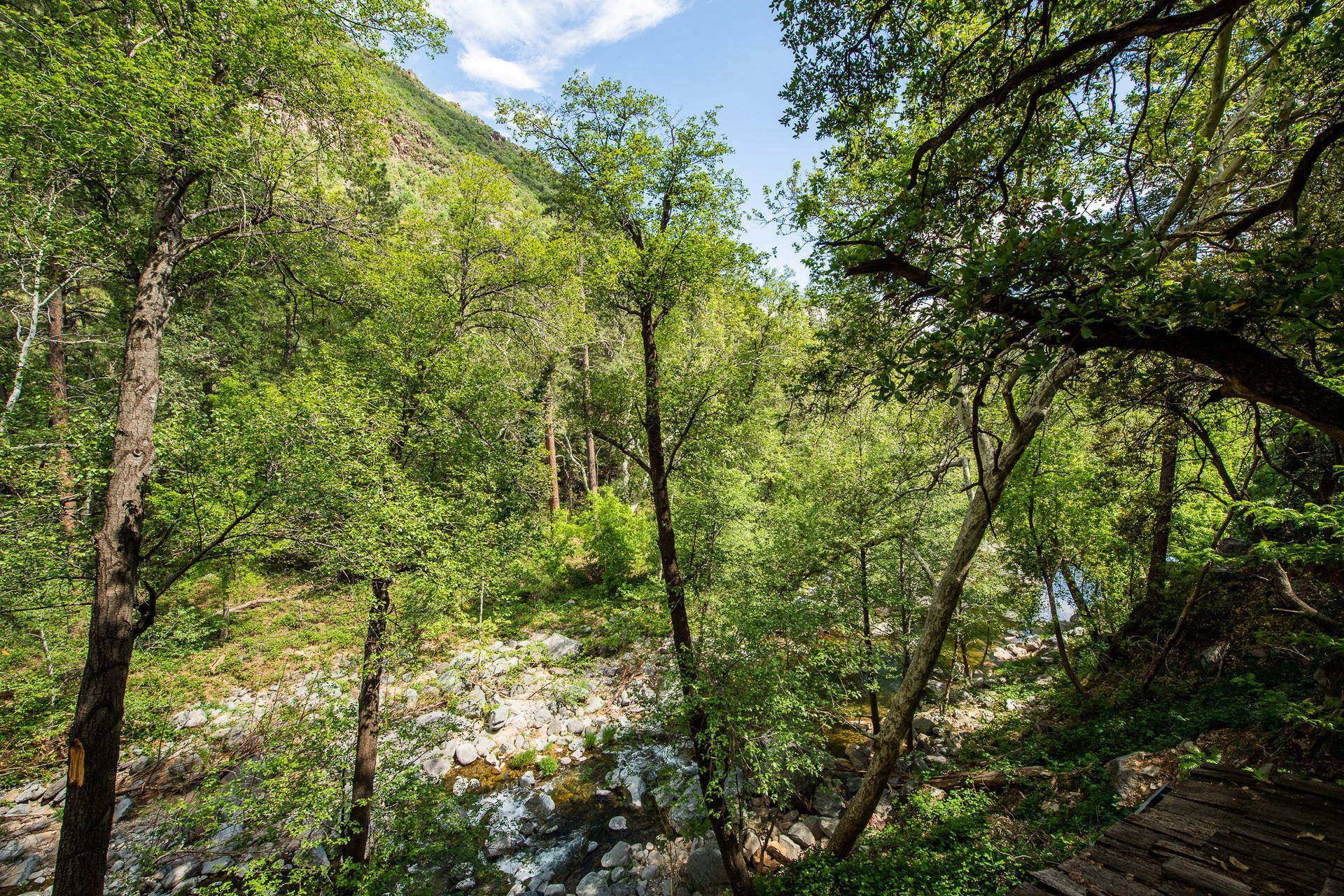 Lush green trees in a forest with a rocky ground and a glimpse of blue sky.