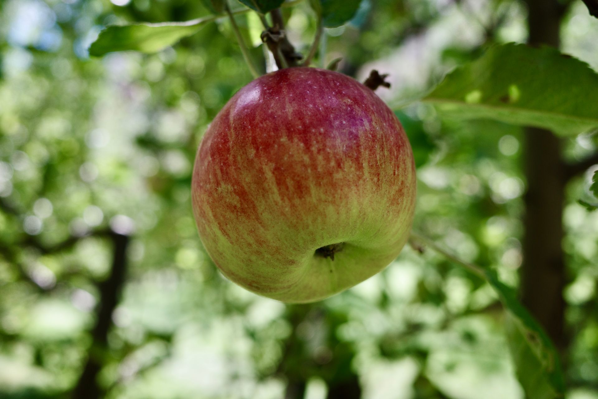 Red and green apple on a tree branch, with a blurry green background of leaves.