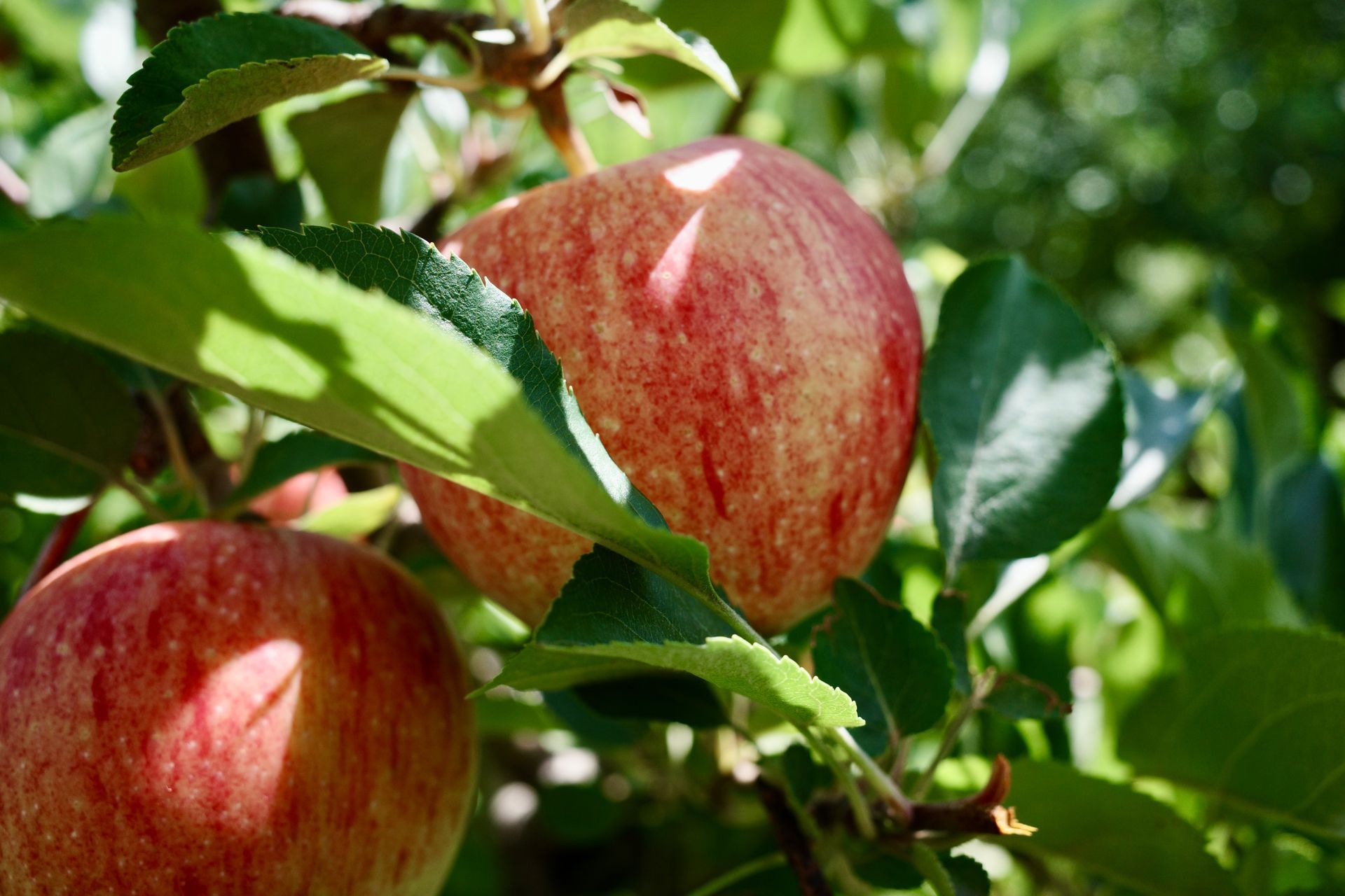 Apples, red with streaks, on a tree branch with green leaves in sunlight.