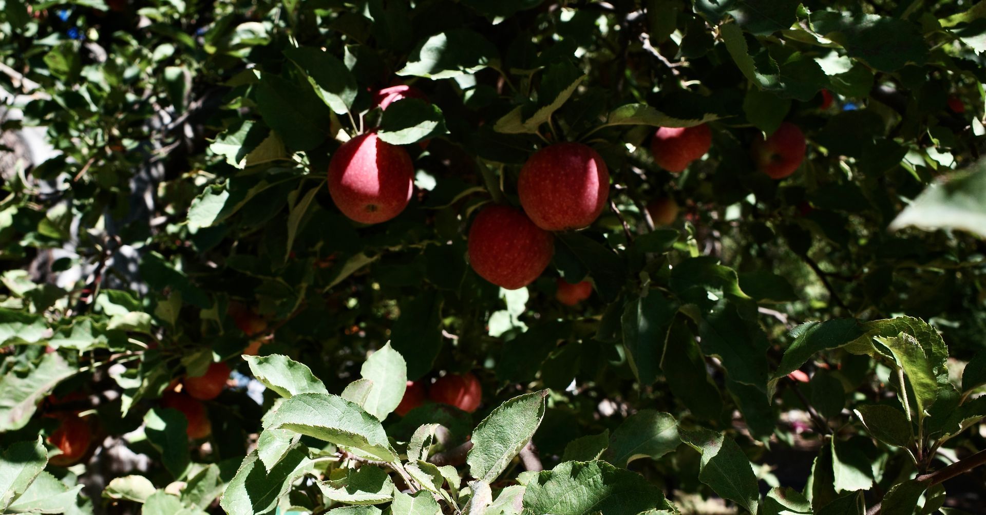 Red apples hanging from a tree branch with green leaves, bathed in sunlight.