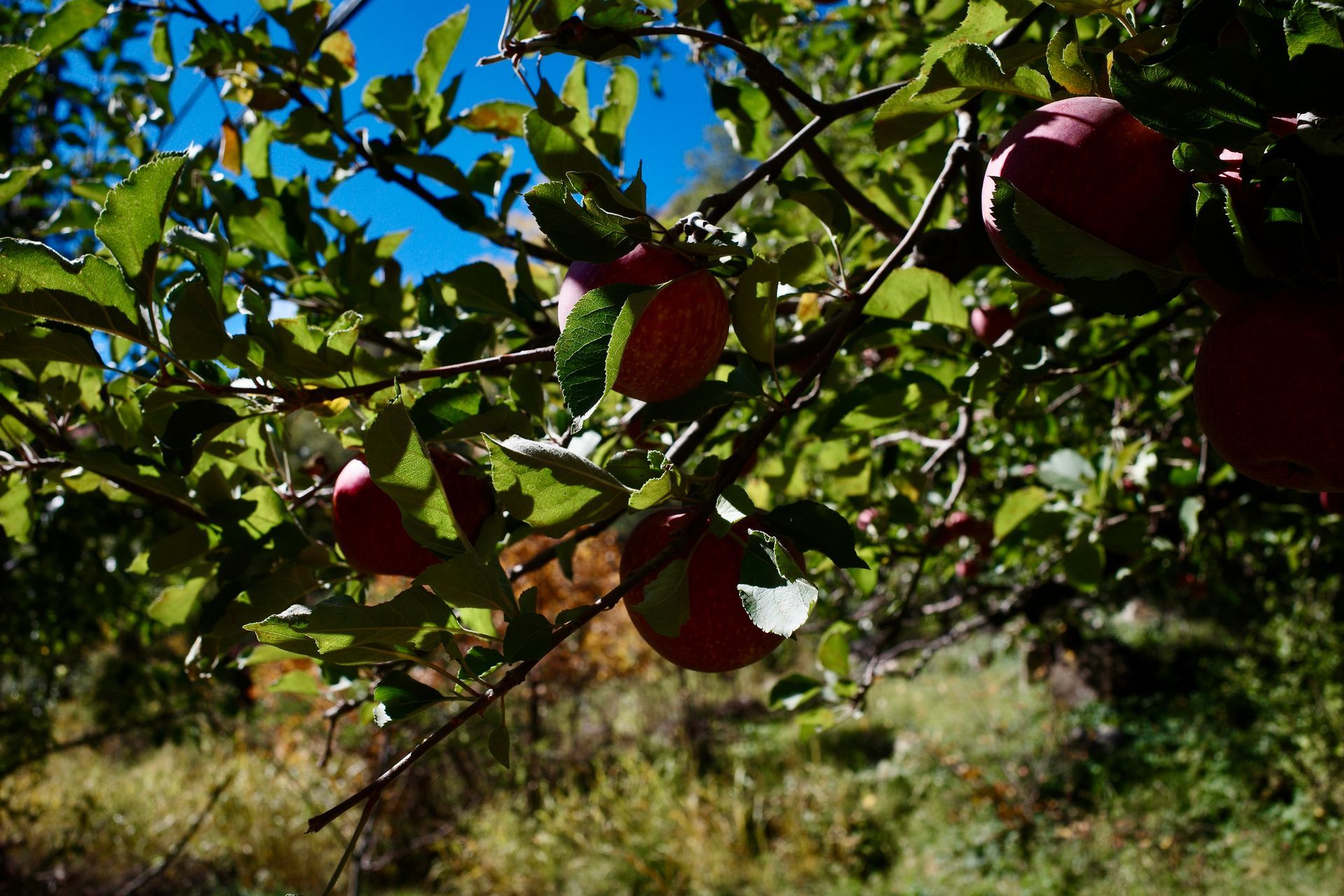 Apples on a tree branch with green leaves, against a sunny, blue sky and a hillside in the background.
