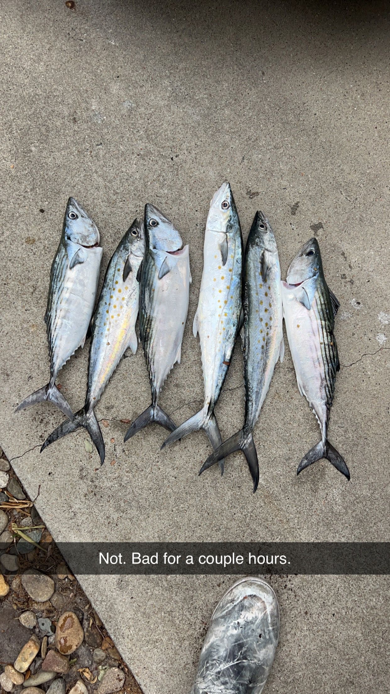 A group of fish sitting on top of a concrete surface.
