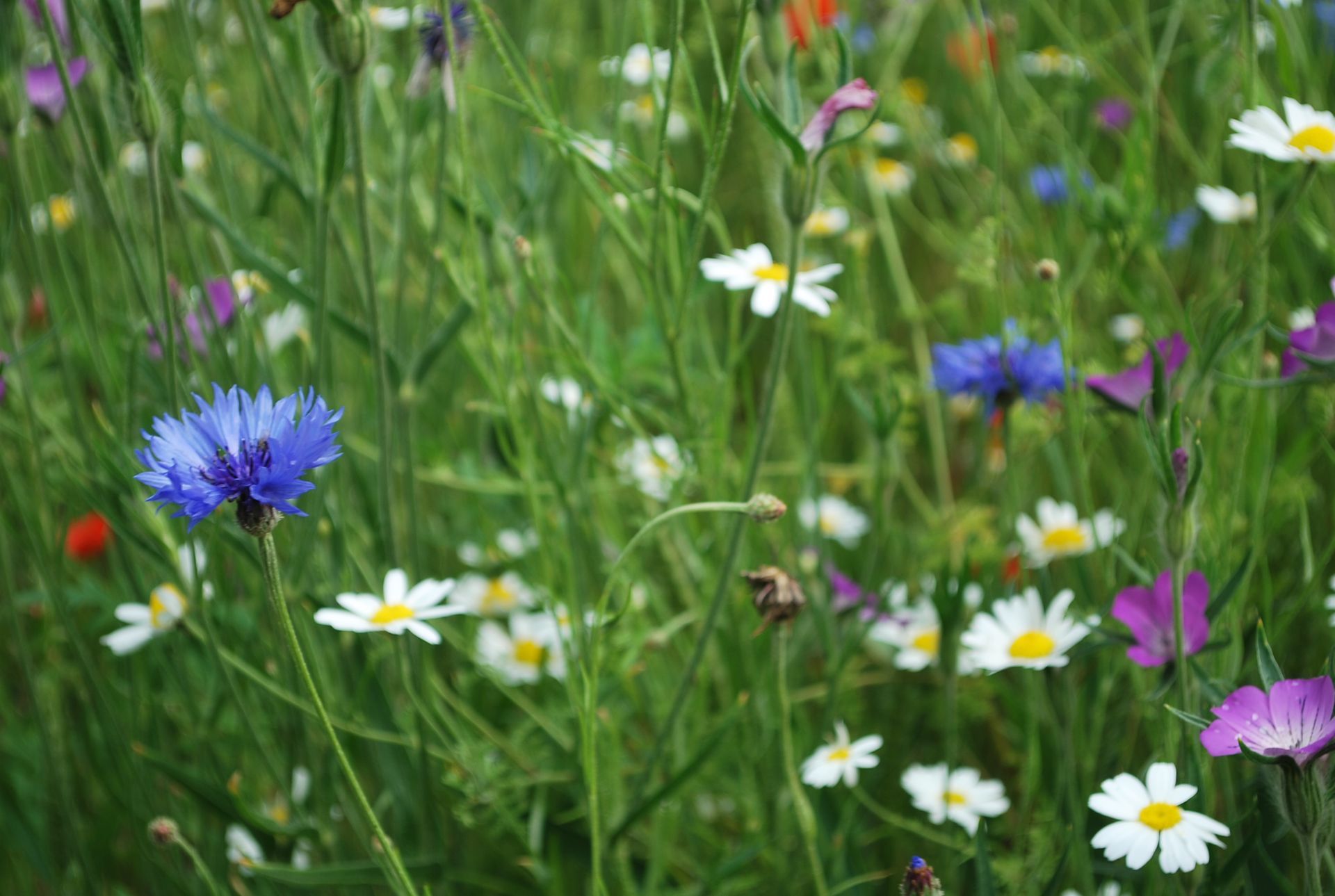 There are many different types of flowers in this field.