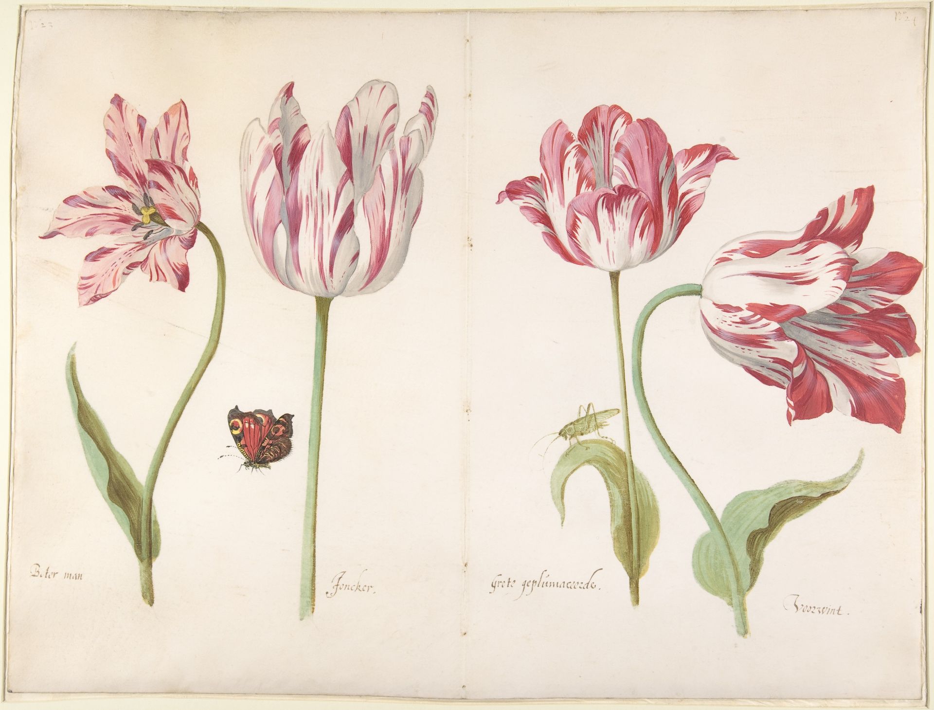 Watercolor painting of four tulips, two open with red and white streaks. A butterfly perches near the second.