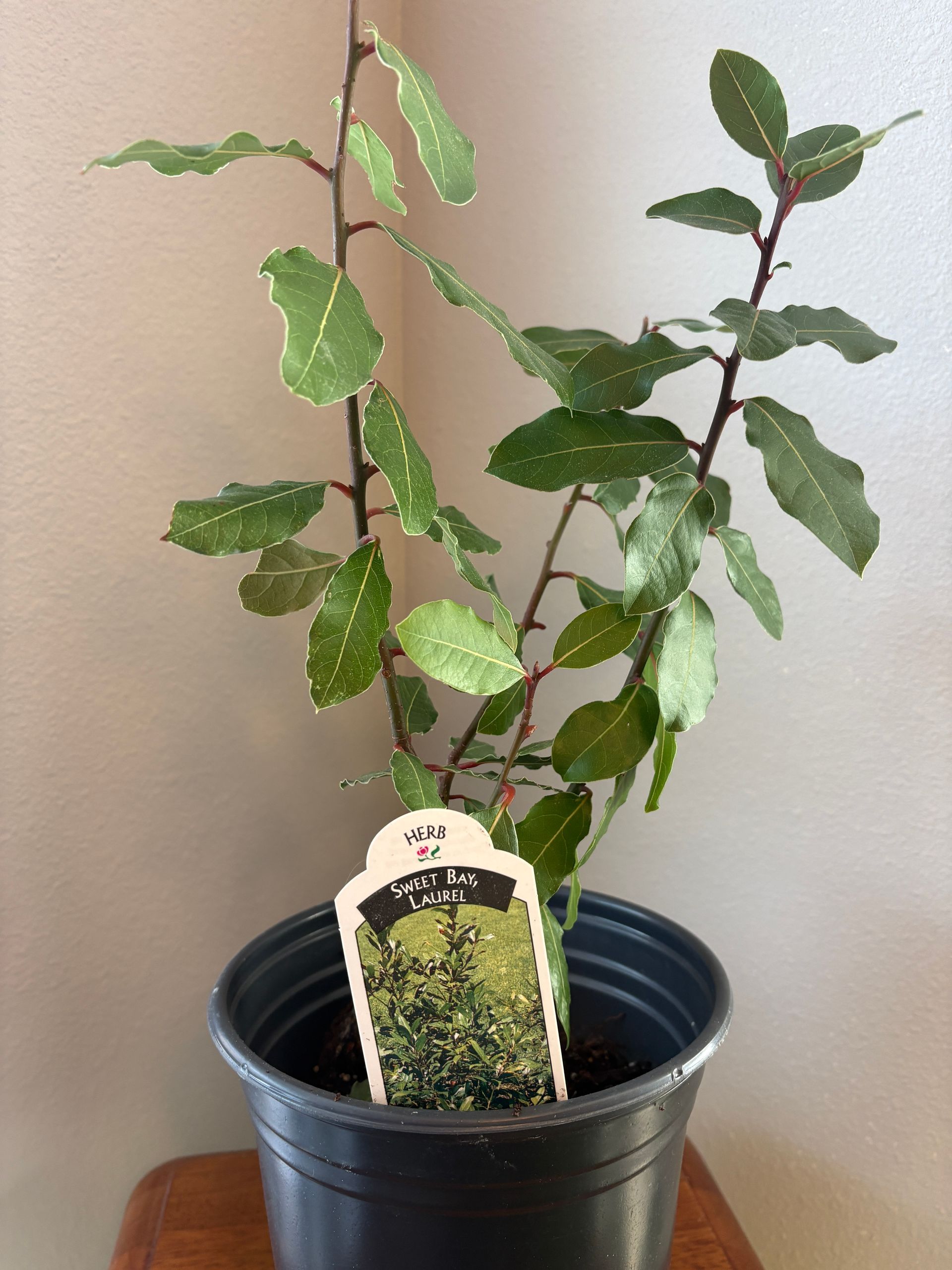 Bay laurel plant in a black pot, with green leaves, and a plant tag.