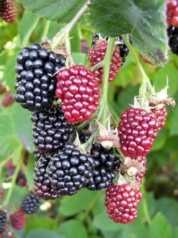 Blackberries