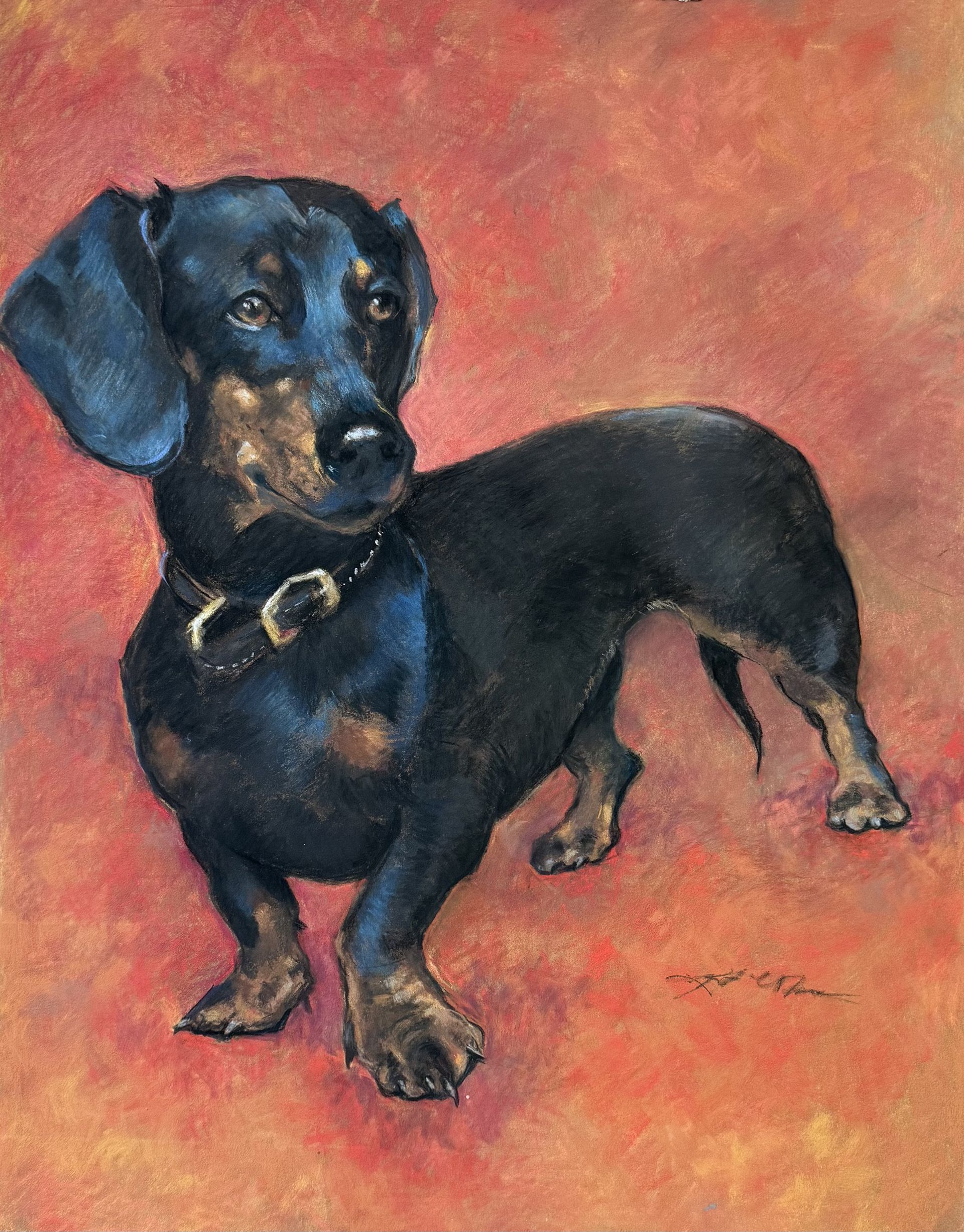 Black and tan dachshund dog with a brown collar on a red-orange background.