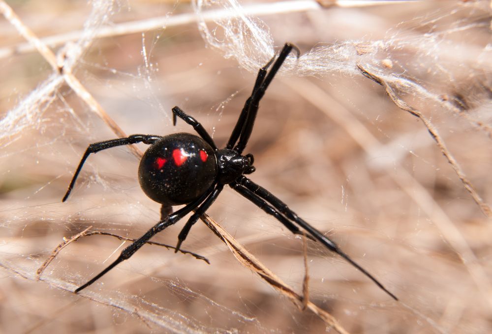 Spider — Local Exterminator in Nowra