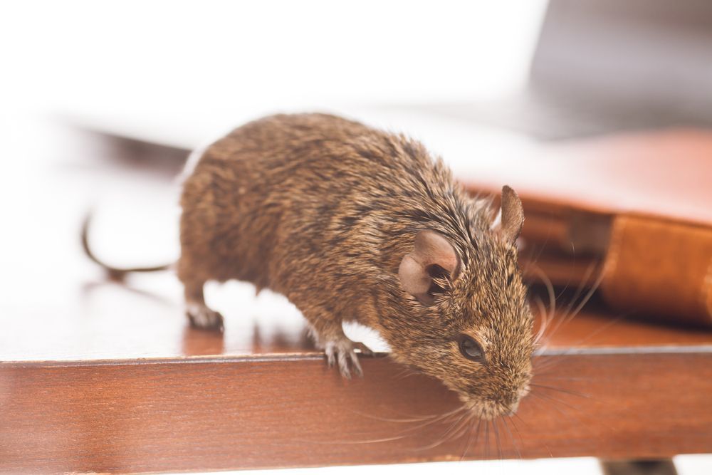 Rat — Local Exterminator in Nowra