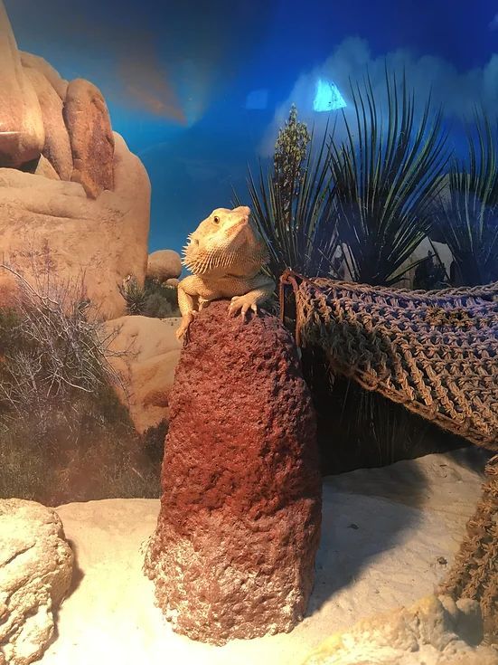 Atrax Services 4 — Local Exterminator in Nowra