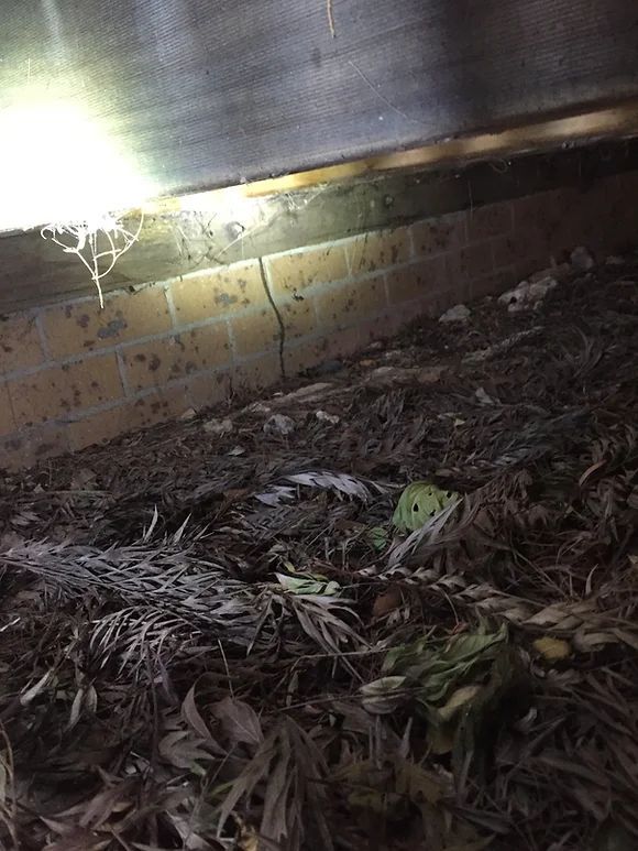 Atrax Services 6 — Local Exterminator in Nowra