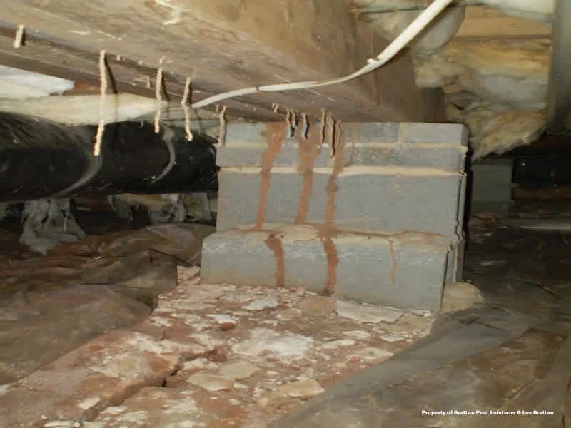 Atrax Services 3 — Local Exterminator in Nowra