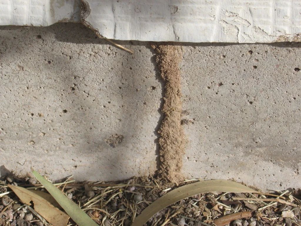 Atrax Services 5 — Local Exterminator in Nowra