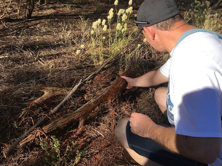 Atrax Services 1 — Local Exterminator in Nowra