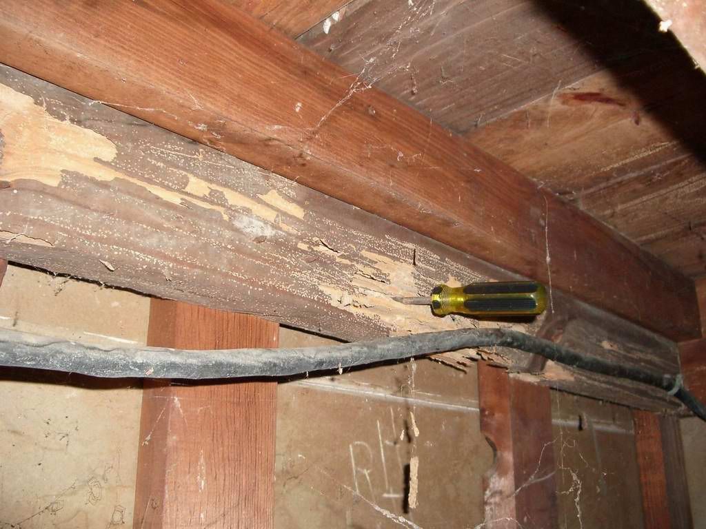 Wood With Termite — Local Exterminator in Nowra