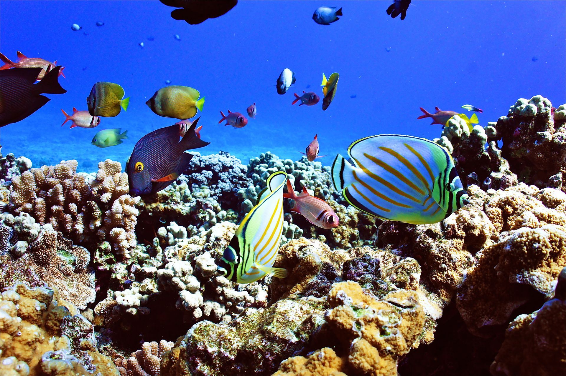 A coral reef with many fish swimming around it