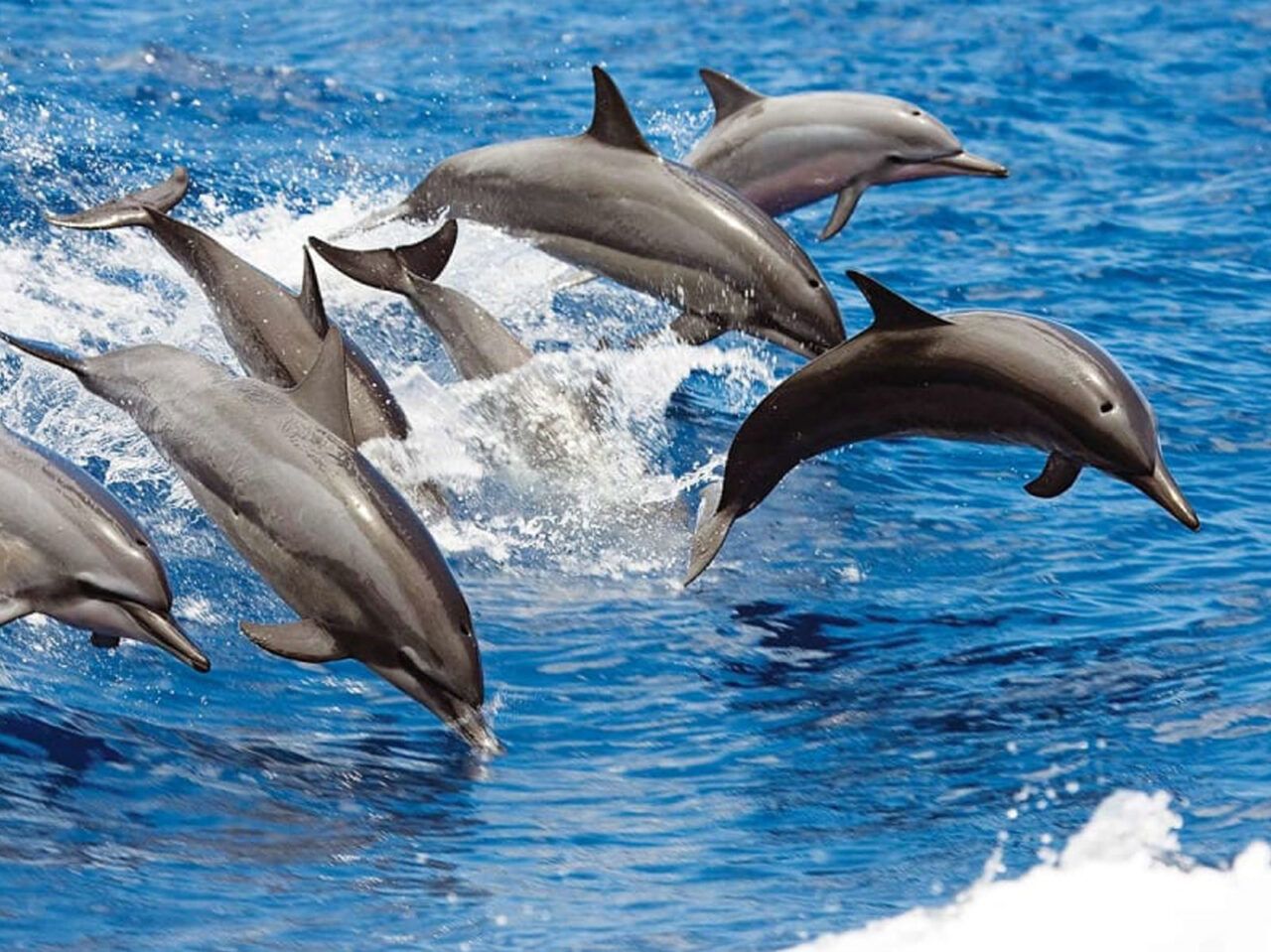 Two dolphins are jumping out of the water.