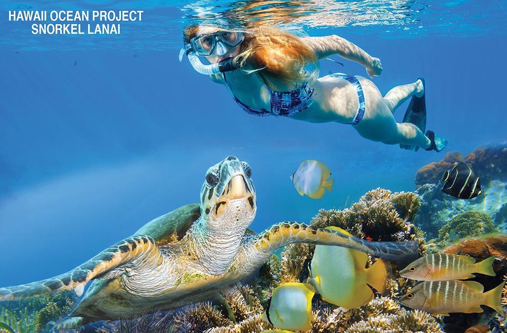 A woman is snorkeling with a turtle in the ocean