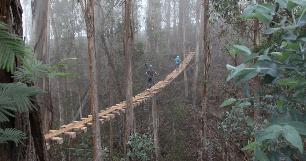 A person is walking across a wooden bridge in the woods.