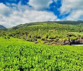 A field of green plants with mountains in the background
