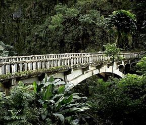 A bridge in the middle of a forest surrounded by trees