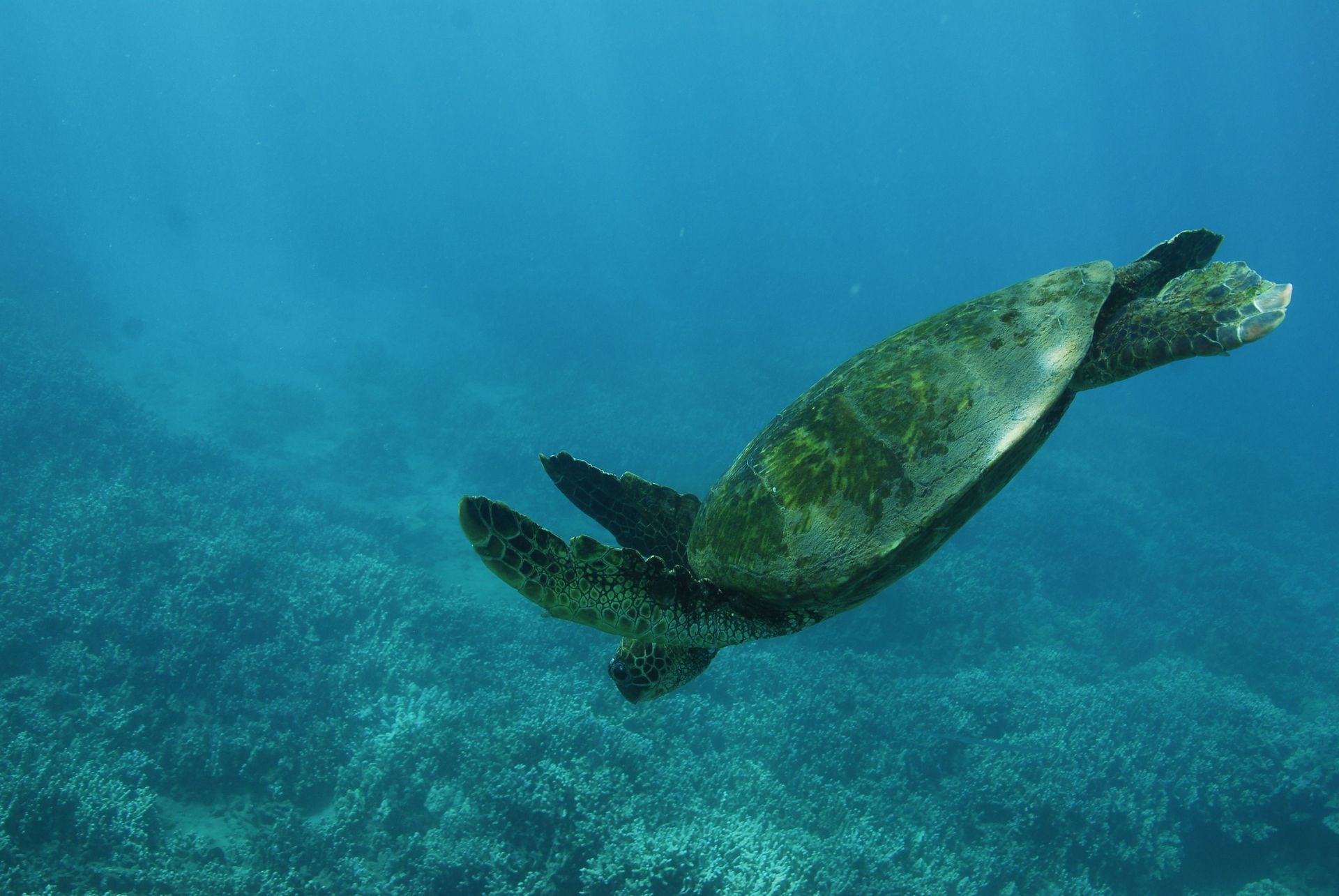 A green sea turtle is swimming in the ocean near a coral reef.