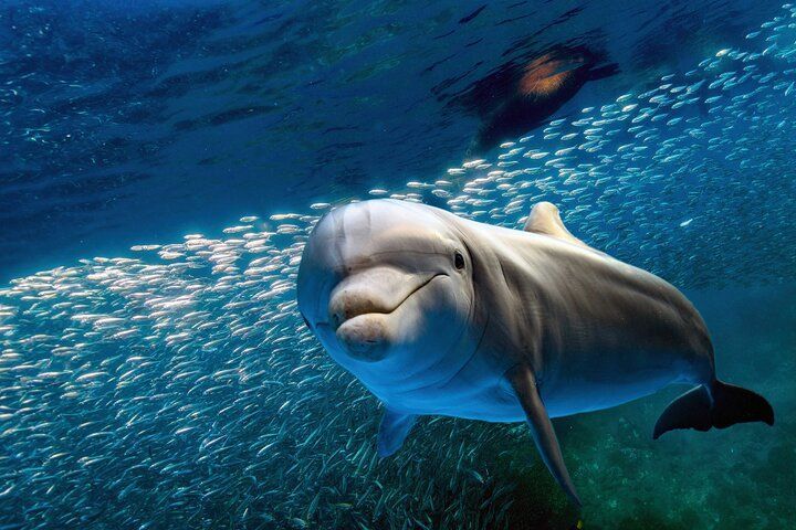 A dolphin is swimming in the ocean near a school of fish.