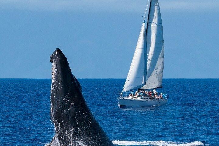 A whale is swimming in the ocean next to a sailboat