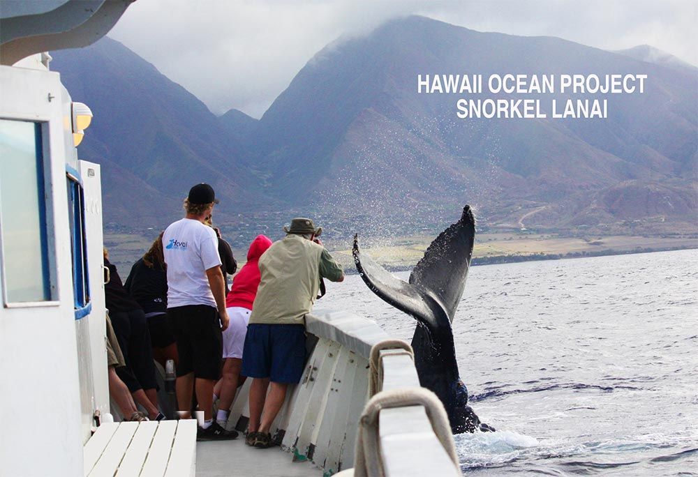 A group of people on a boat watching a humpback whale