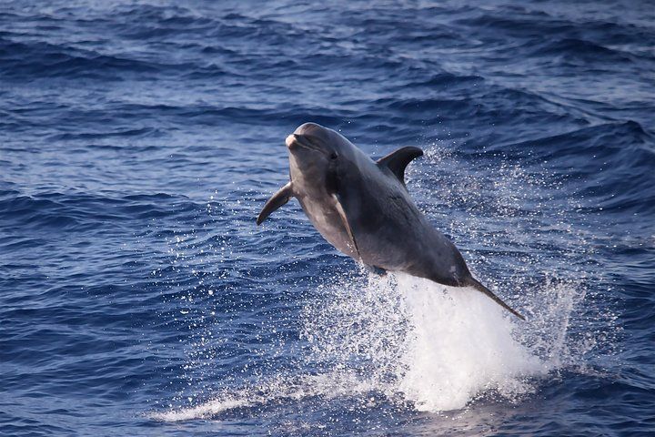 A dolphin is jumping out of the water in the ocean.