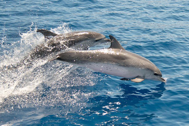Two dolphins are jumping out of the water.
