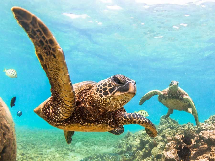 A woman is swimming in the ocean near a coral reef.