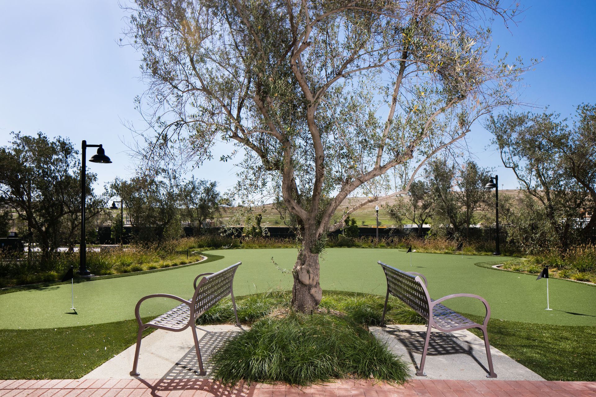 The Village Square Park Palm Trees — San Clemente, CA — Consolidated Contracting